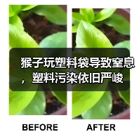 猴子玩塑料袋导致窒息,塑料污染依旧严峻(图2) 猴子玩塑料袋导致窒息,塑料污染依旧严峻(图2)
